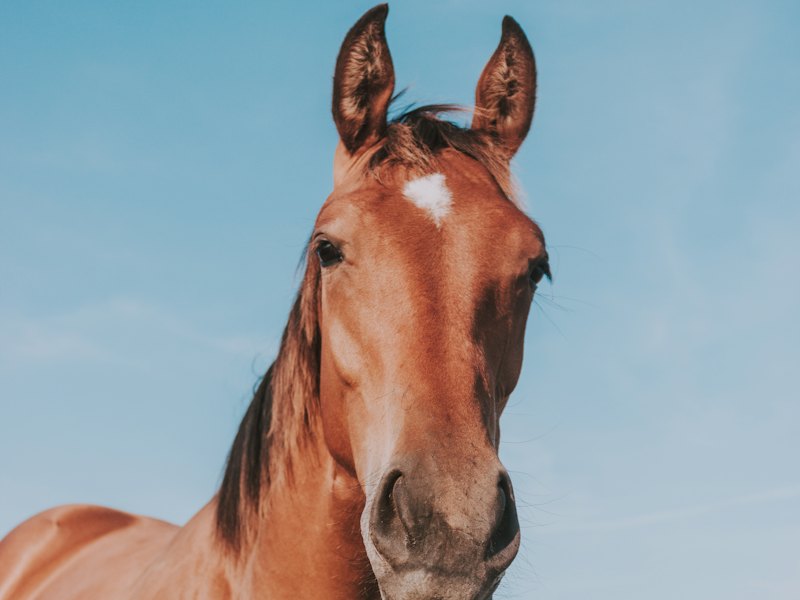 A chestnut horse with its ears pricked forward