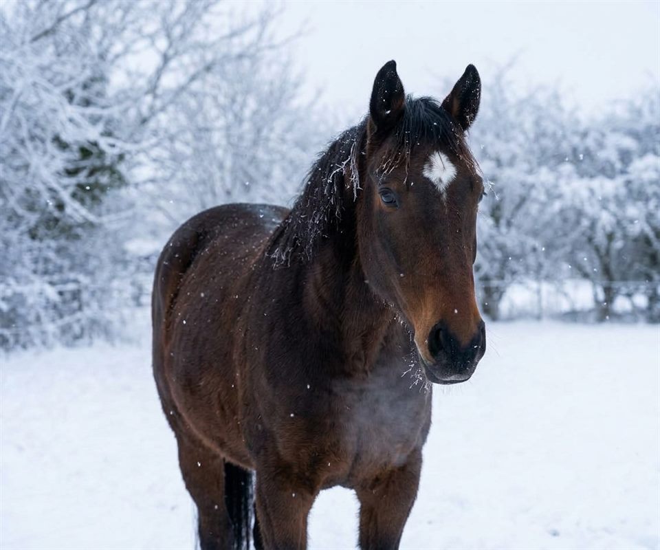 A bay horse with a white star standing in a snowy field, snow on its mane, with snow-covered trees behind